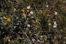 Heterotheca villosa Erigeron caespitosus