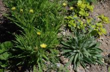 Hieracium Portulaca Geum Pulsatilla