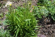 Hieracium Pulsatilla Hypochoeris