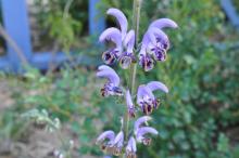 Salvia indica