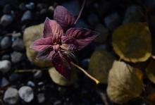 Monarda fistulosa