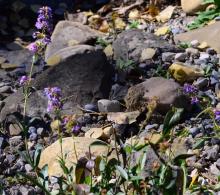 Penstemon procerus