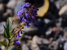 Penstemon procerus