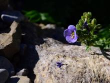 Polemonium boreale