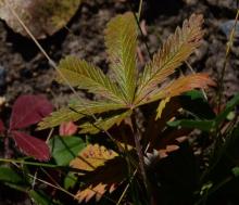 Potentilla gracilis