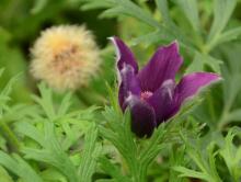 Pulsatilla vulgaris