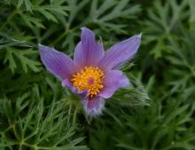 Pulsatilla vulgaris