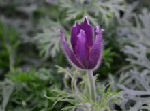 Pulsatilla vulgaris