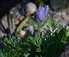 Pulsatilla vulgaris