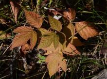 Rubus idaeus