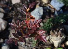 Sorbus reducta