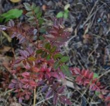 Sorbus reducta