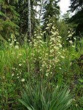 Zigadenus elegans