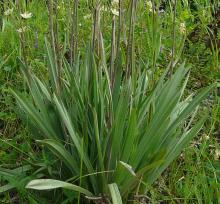 Zigadenus elegans