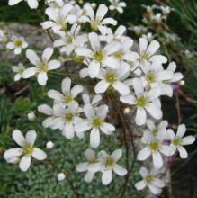 Saxifraga cochlearis; photo by Todd Boland