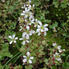 Saxifraga North American Rock Garden Society