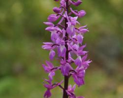 Anacamptis laxiflora