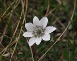 Anemone hortensis