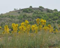 Asphodeline lutea