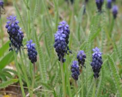 Muscari neglecta