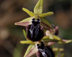 Ophrys sphegodes