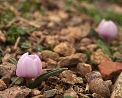 Colchicum triphyllum