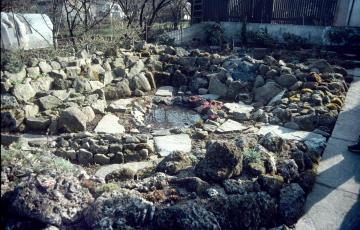 Bedrich Parizek Primula Rosea