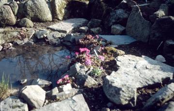 Bedrich Parizek Primula Rosea