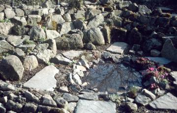 Berich Parizek Primula Rosea