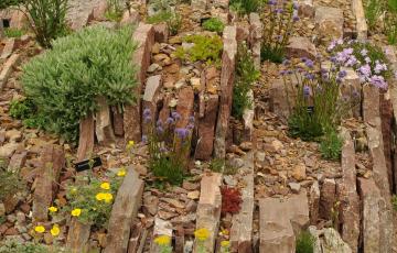 Crevice Garden MUNBG