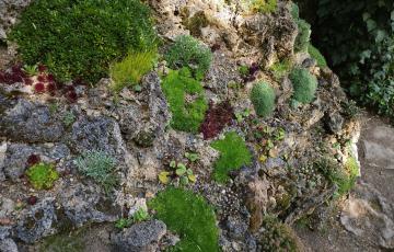 Cepika cushions on tufa wall