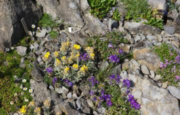 Cepicka Crevice Close up