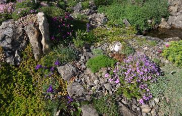 Cepicka Crevice Detail