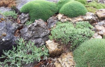 Brejnik Crevice Detail with Cushions