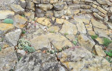 Brejnik Crevice Garden Canyon Section