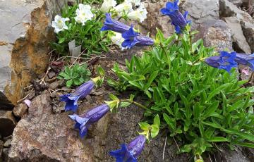 Brejnik Gentians in Crevice