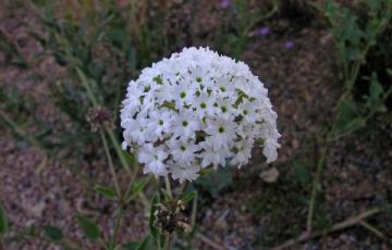 Abronia fragrans