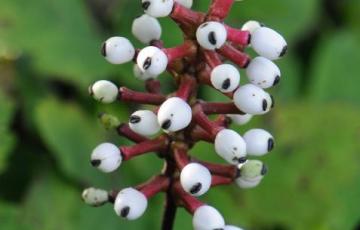 Actaea pachypoda