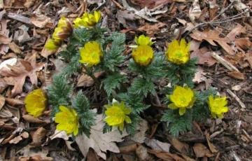 Adonis amurensis