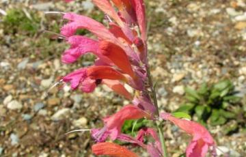 Agastache aurantica