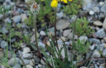 Agoseris glauca