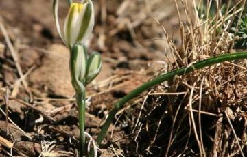 Albuca polyphylla