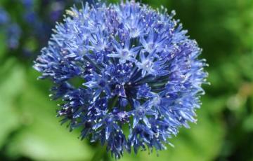 Allium caeruleum