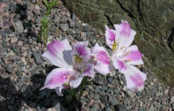 Alstroemeria pelegrina