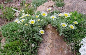 Anthemis cretica