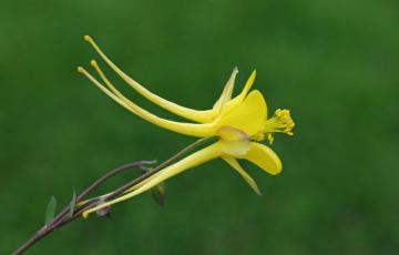 Aquilegia longissima