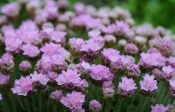 Armeria caespitosa