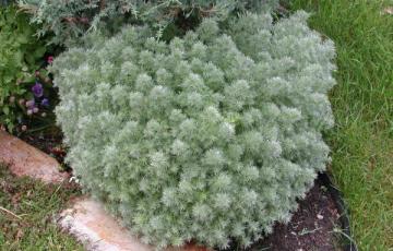 Artemisia schmitiana