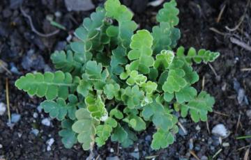 Asplenium ceterach