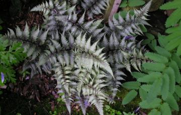 Athyrium nipponicum 'Pictum'